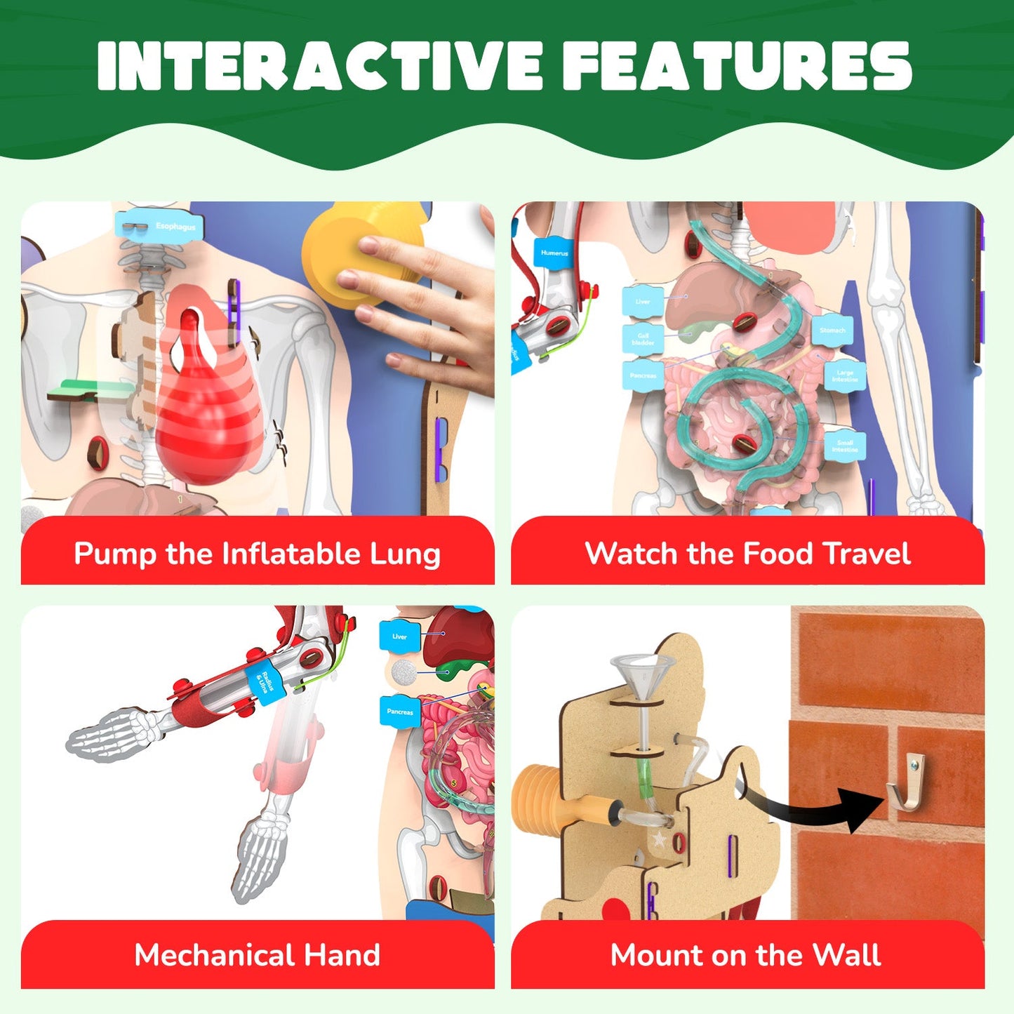 Interactive Human Body | 8 - 14 years | DIY STEM Construction Toy